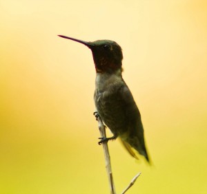 Hummingbird 1
