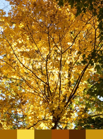 Fall Color Palette Inspired by The Smoky Mountains - Color Palette via thebearfootbaker.com