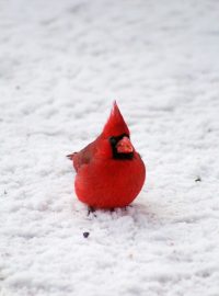 Red Bird in the Snow www.thebearfootbaker.com