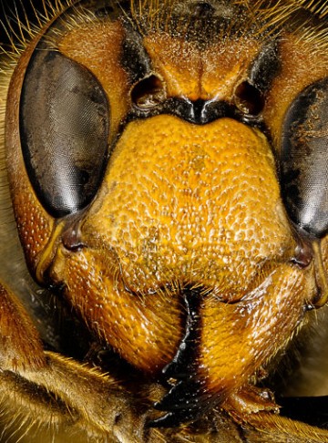 Giant European Hornets | The Bearfoot Baker